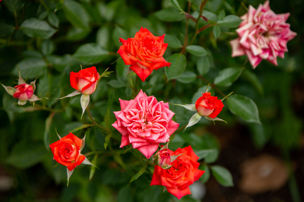 長居植物園にて