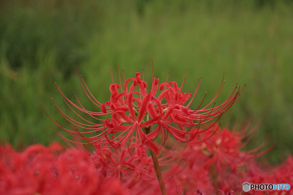 彼岸花（万博記念公園）