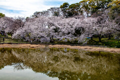 鶴見緑地公園にて