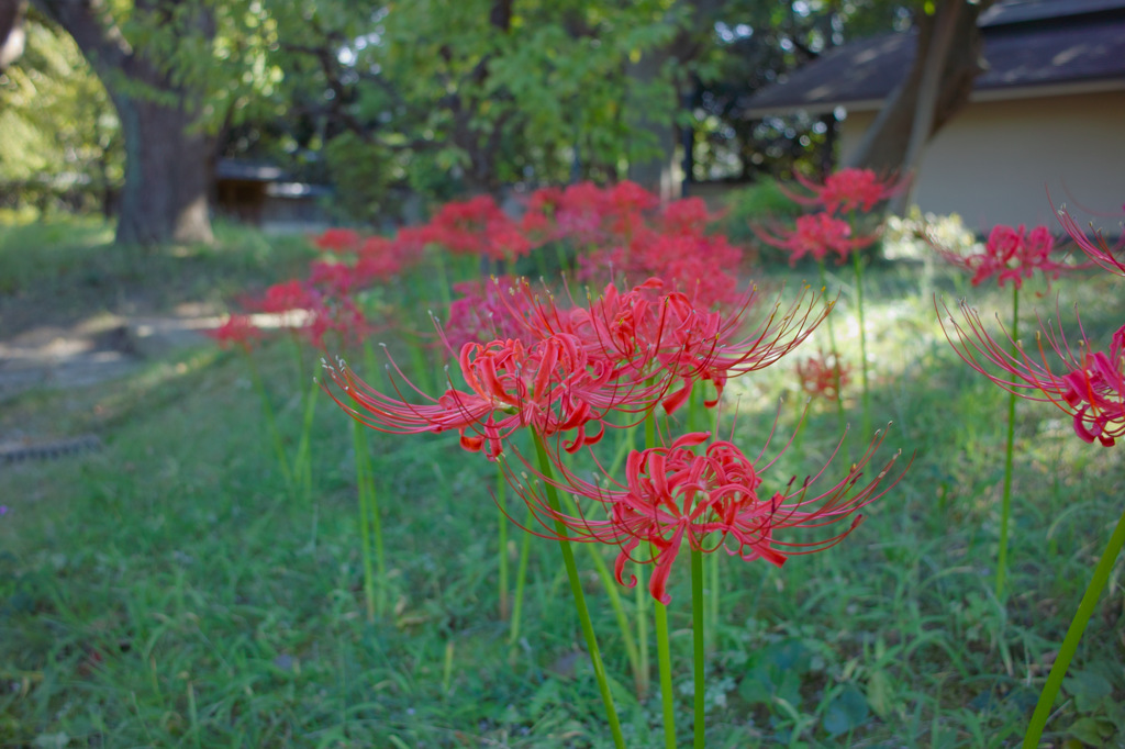 SDIM2063
