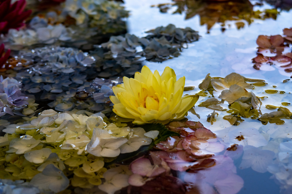 長居植物園にて