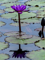 万博記念公園にて