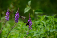 長居植物園にて