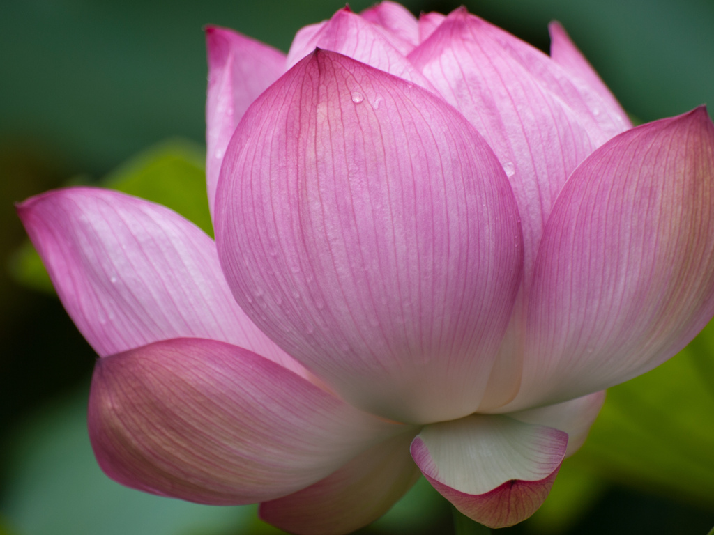 万博記念公園　ﾊｽ園にて