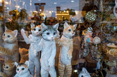 ショーウィンドウ