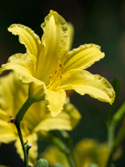 長居植物園にて
