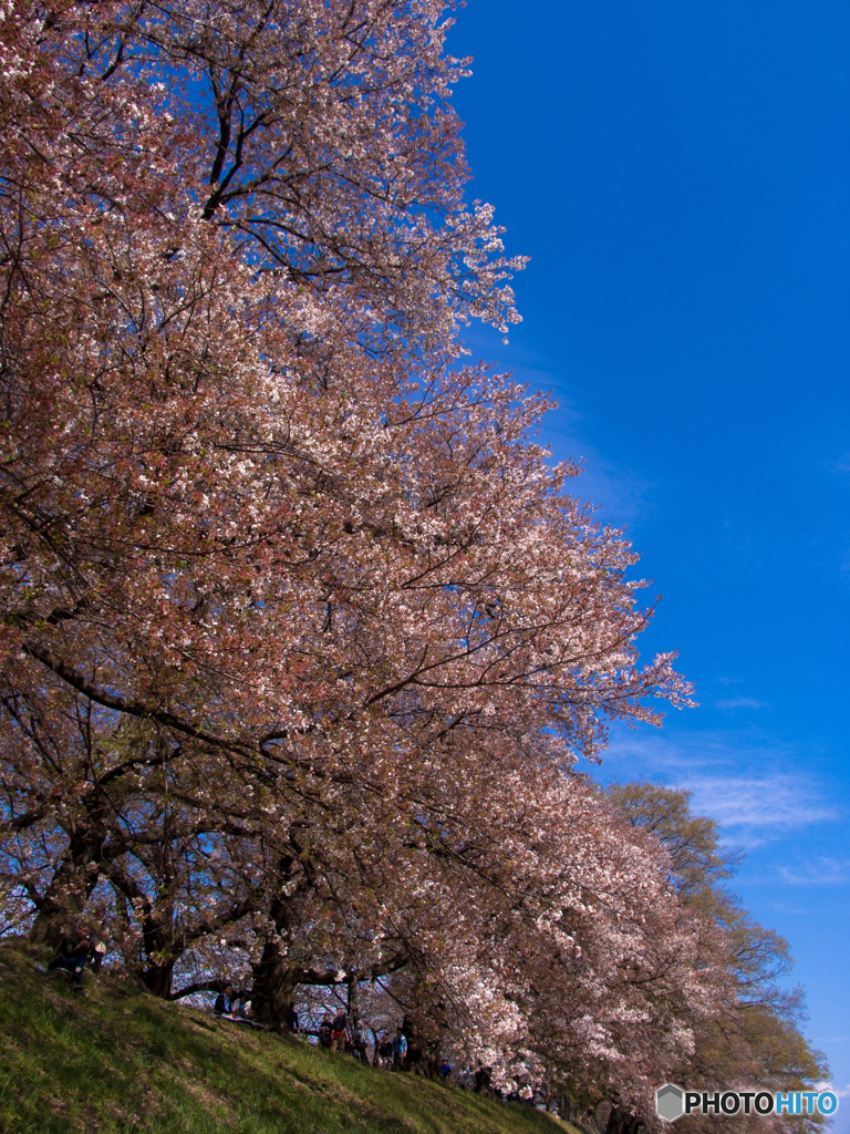 2017年　背割り堤