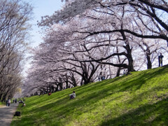 背割り堤にて