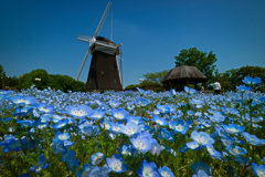 ネモフィラと風車