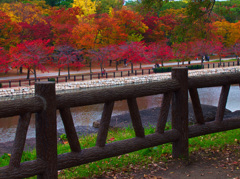 晩秋　大阪城公園にて