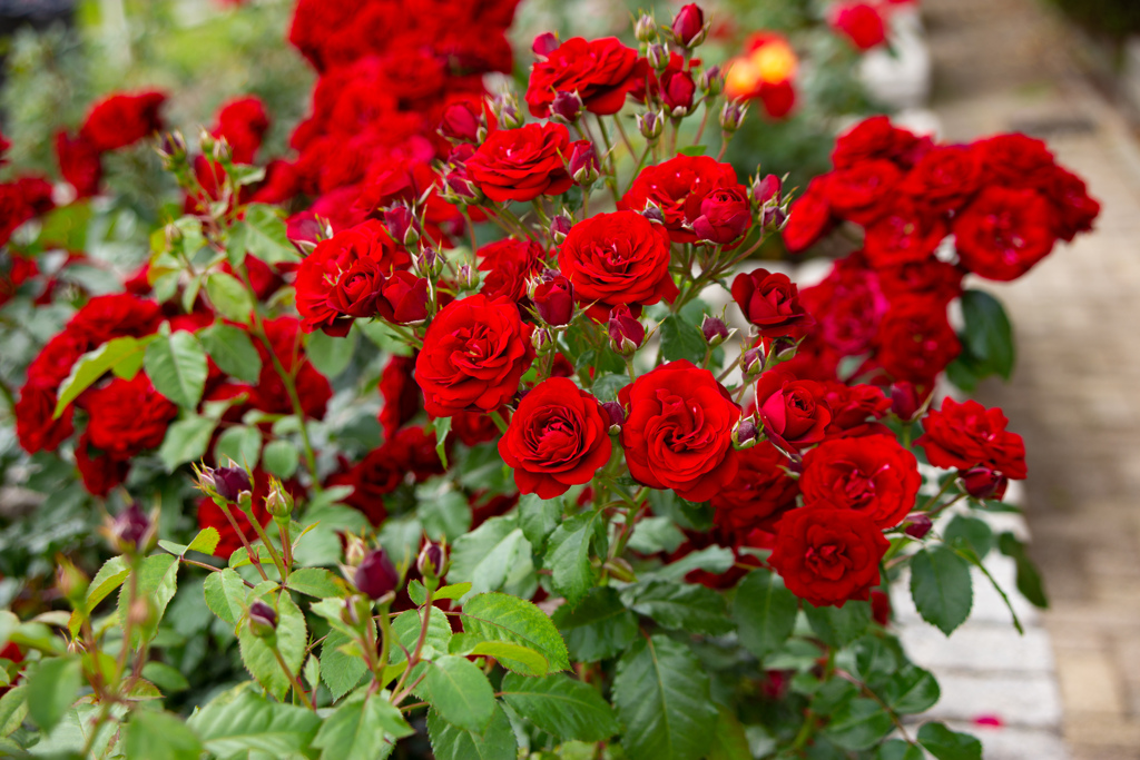 長居植物園にて