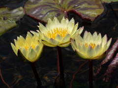 万博記念公園にて