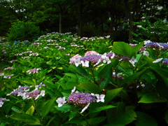 大阪城公園にて