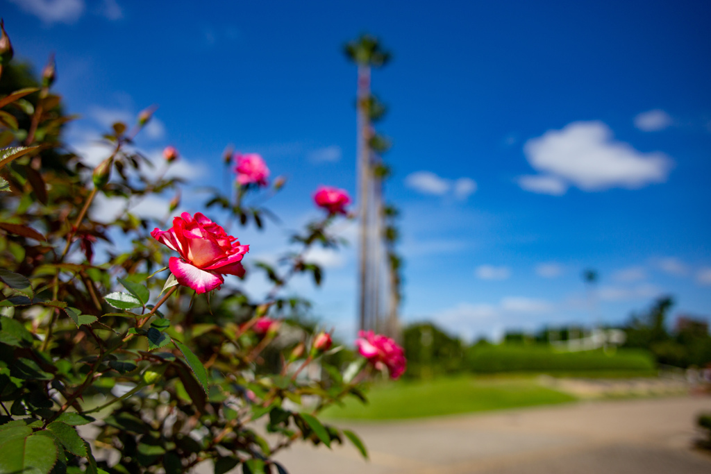 長居植物園にて