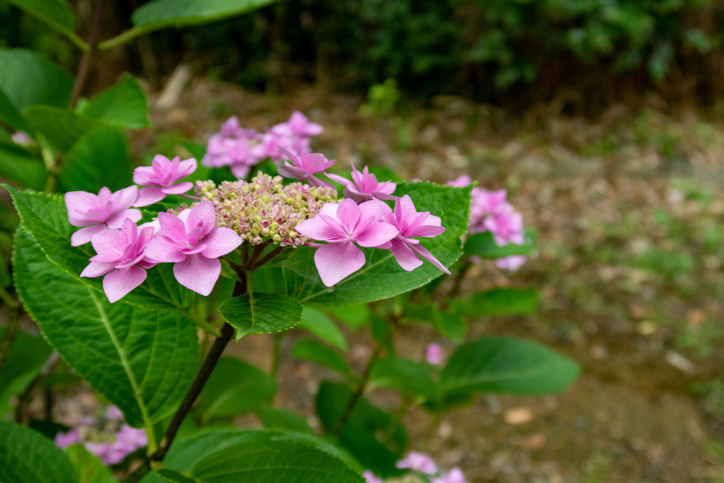 大阪城公園にて