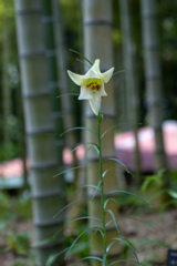 竹林のシンデレラ