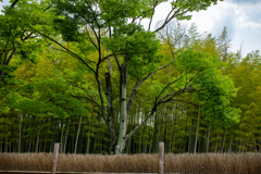 万博記念公園にて