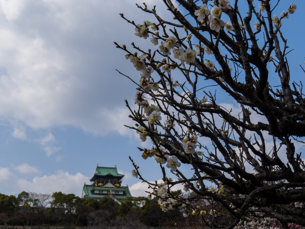 梅と大阪城