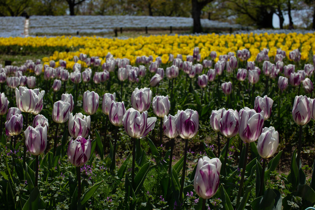 チューリップだらけ