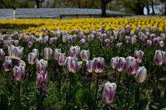 チューリップだらけ