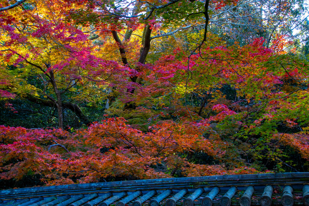 南禅寺にて