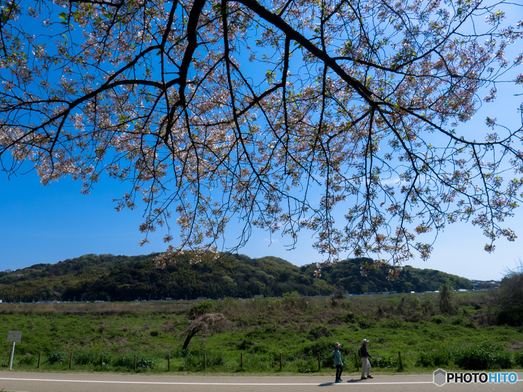 2017年　背割り堤
