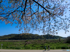 2017年　背割り堤