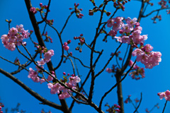 ヨウコウザクラ