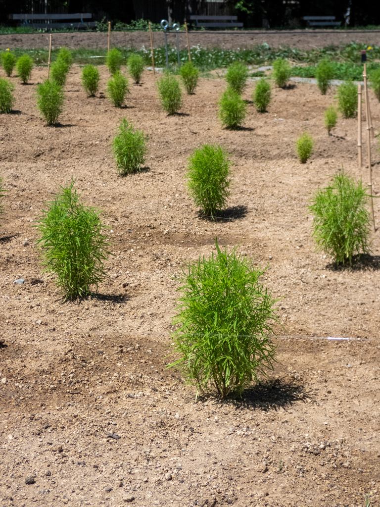 長居植物園にて