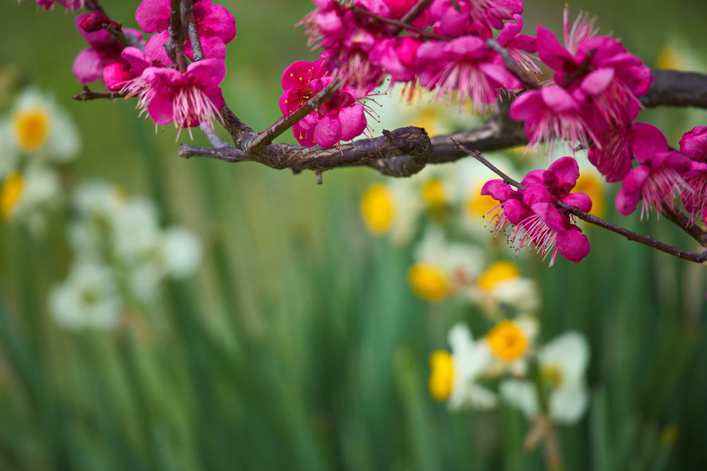 大阪城公園　梅園にて