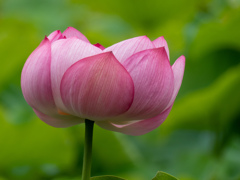 万博記念公園にて