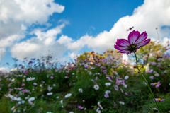 万博記念公園にて秋桜三昧