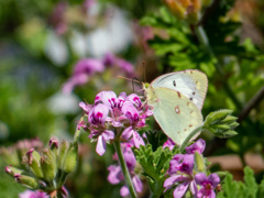長居植物園にて