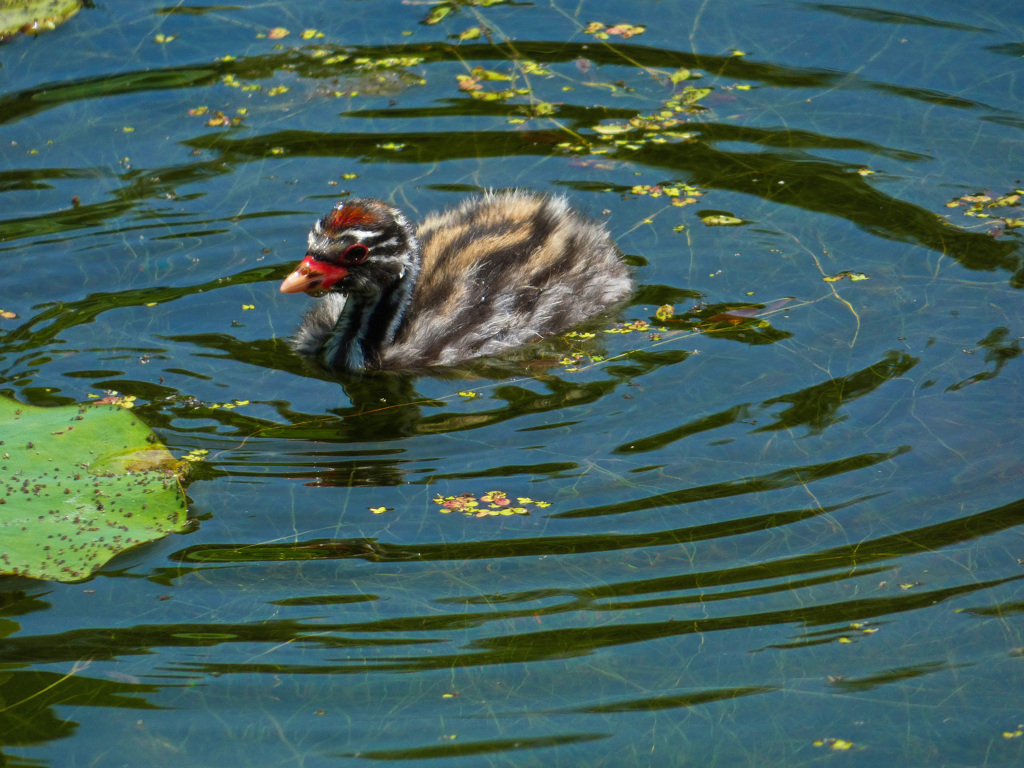 万博記念公園にて