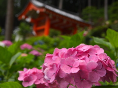 三室戸寺にて