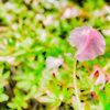 名残桜