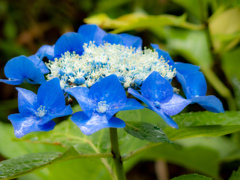 梅雨入りの大阪城公園