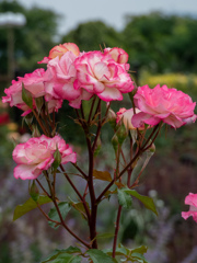 鶴見緑地公園にて
