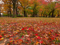 大阪城公園にて