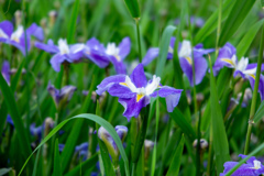 大阪城公園にて