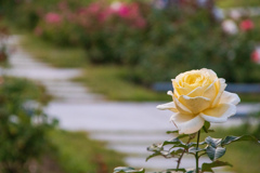 中之島バラ園にて