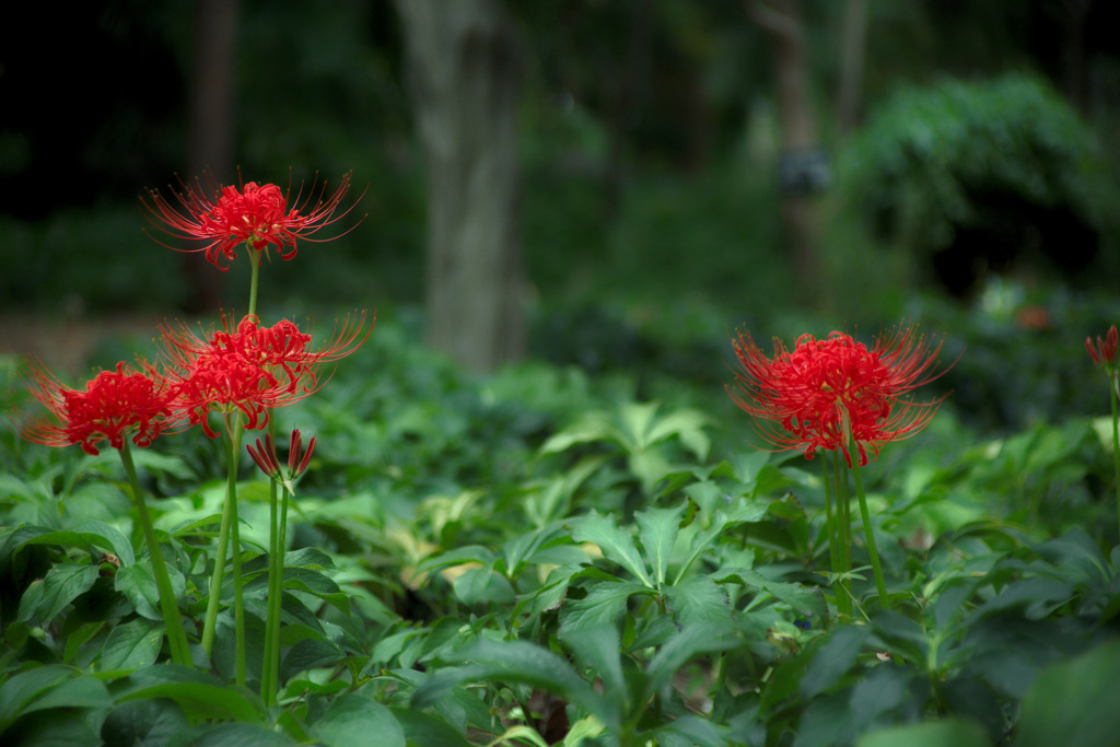 長居植物園にて（試し撮り）