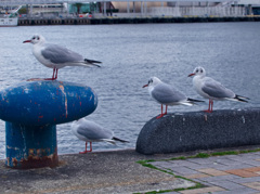 メリケンパークにて