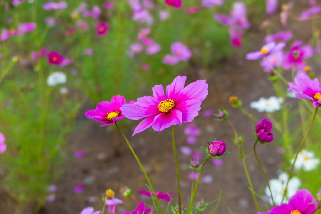 万博記念公園にて秋桜三昧