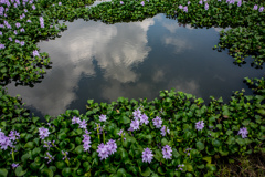 ホテイアオイ定植農園