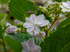 梅雨入りの大阪城公園