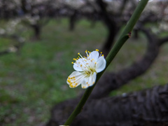 大阪城梅林にて