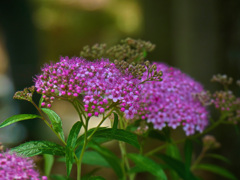 万博記念公園にて