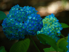 万博記念公園にて