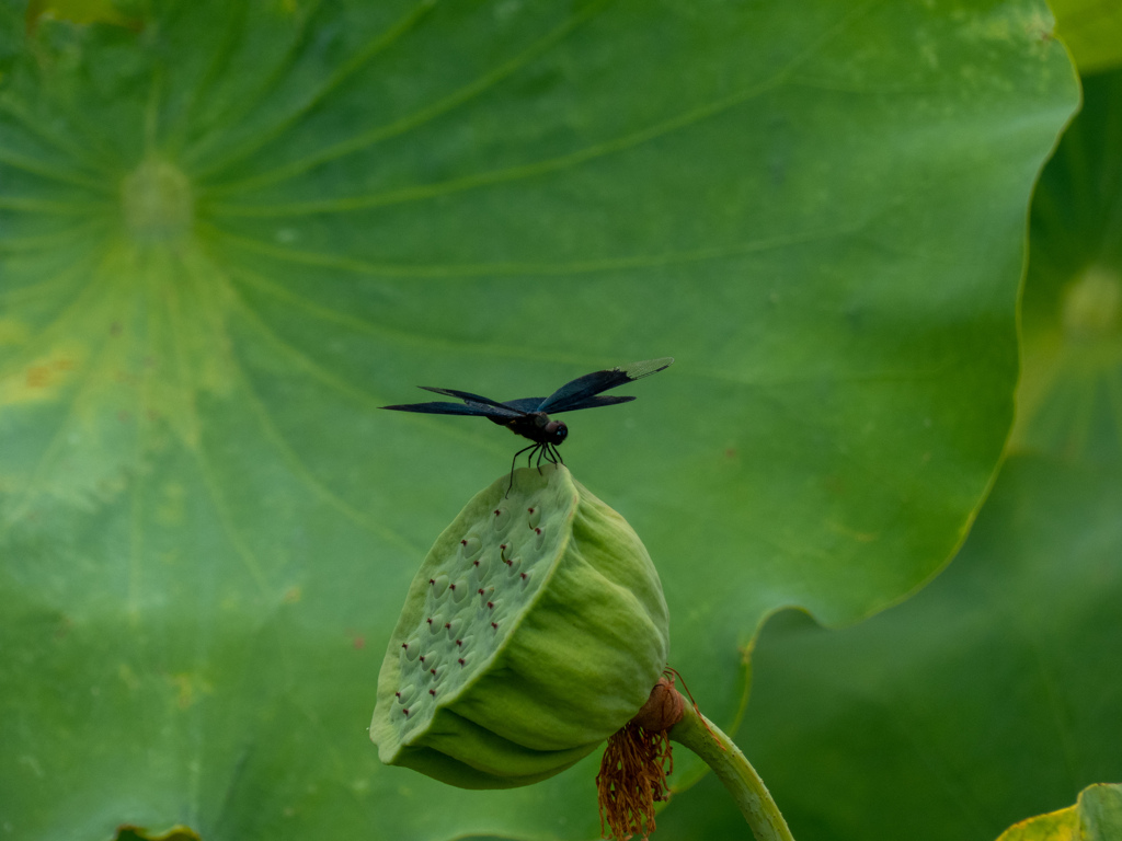 万博記念公園にて